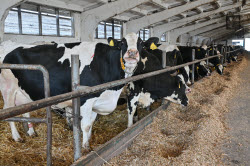 Rassvet commercial dairy farm in Krasnodar Region