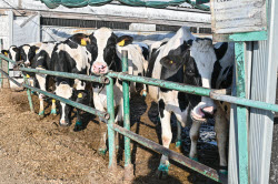 Rassvet commercial dairy farm in Krasnodar Region