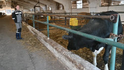 VIDEO. Rassvet commercial dairy farm in Krasnodar Region