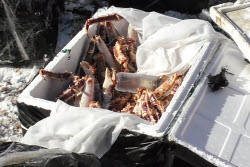 Security Service foils smuggling crabs out of Russia in Primorye Region