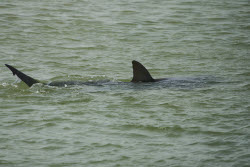 Israel Shark Attack