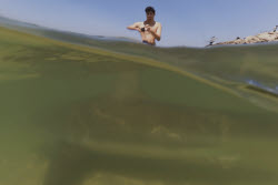 Israel Shark Attack