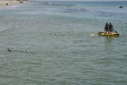 Israel Shark Attack