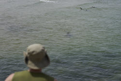 Israel Shark Attack