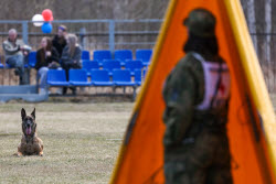 Чемпионат среди специалистов-кинологов в Екатеринбурге