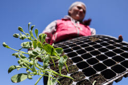 (+VIDEO) Planting melons in Kherson Region