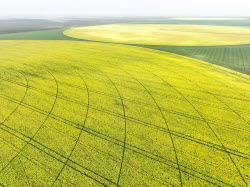 (+VIDEO) Fields of rapeseed in Kherson Region