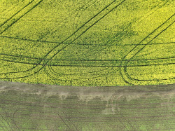 Fields of rapeseed in Kherson Region