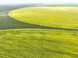 Fields of rapeseed in Kherson Region