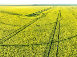 Fields of rapeseed in Kherson Region
