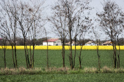 Fields of rapeseed in Kherson Region