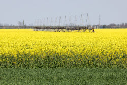Fields of rapeseed in Kherson Region