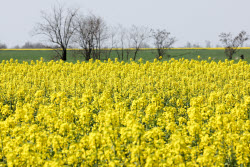 Fields of rapeseed in Kherson Region