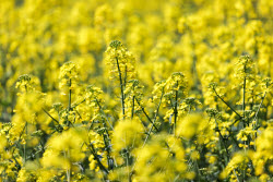 Fields of rapeseed in Kherson Region