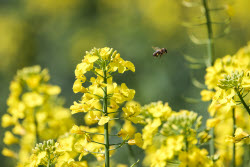 Fields of rapeseed in Kherson Region