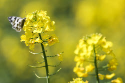 Fields of rapeseed in Kherson Region