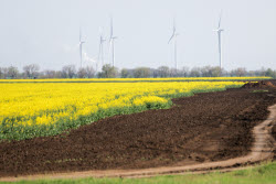 Fields of rapeseed in Kherson Region