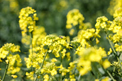 Fields of rapeseed in Kherson Region