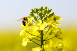 Fields of rapeseed in Kherson Region