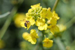 Fields of rapeseed in Kherson Region