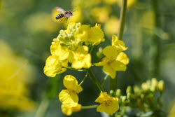 Fields of rapeseed in Kherson Region