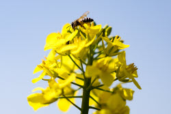 Fields of rapeseed in Kherson Region