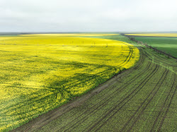 Fields of rapeseed in Kherson Region