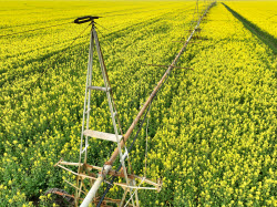 Fields of rapeseed in Kherson Region