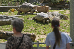 Tortoise Babies