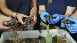 Tortoise Babies