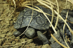 Tortoise Babies