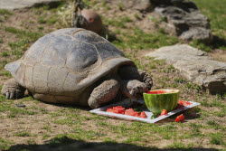 Tortoise Babies