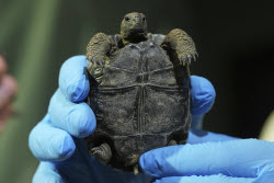 Tortoise Babies