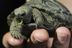Tortoise Babies