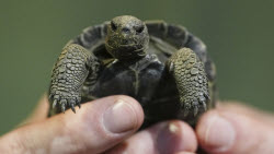 Tortoise Babies