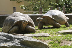 Tortoise Babies