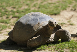 Tortoise Babies