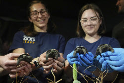 Tortoise Babies