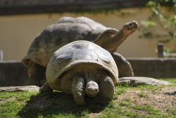 Tortoise Babies