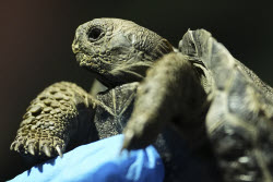 Tortoise Babies