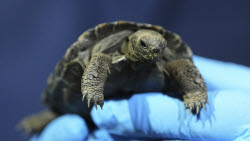 Tortoise Babies