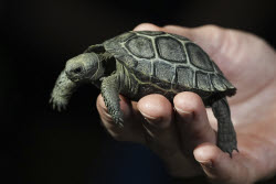 Tortoise Babies