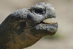 APTOPIX Tortoise Babies