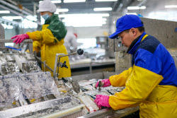 Fish processing plant in Sakhalin Region, Russia