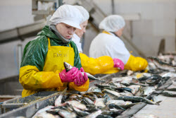 Fish processing plant in Sakhalin Region, Russia