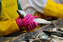 Fish processing plant in Sakhalin Region, Russia