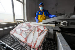 Fish processing plant in Sakhalin Region, Russia