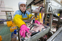 Fish processing plant in Sakhalin Region, Russia