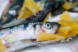 Fish processing plant in Sakhalin Region, Russia