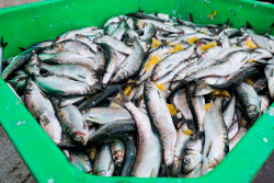 Fish processing plant in Sakhalin Region, Russia
